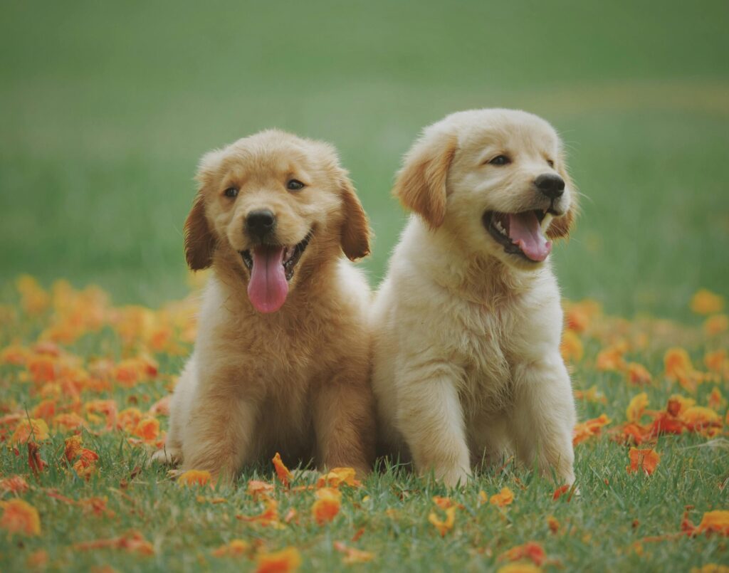 Adorable golden retriever puppies sitting in a field of flowers, enjoying a sunny day.