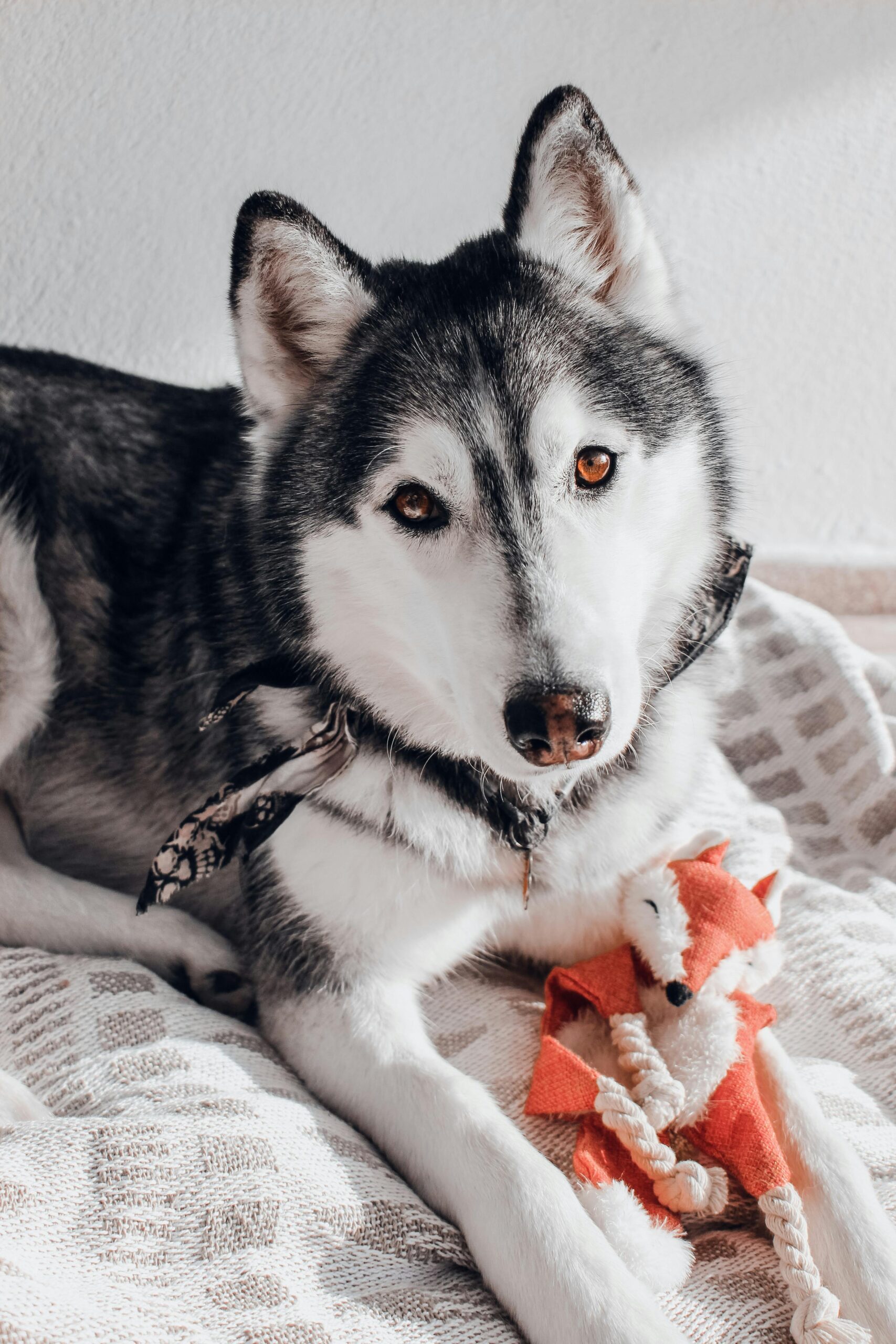 Adorable Siberian Husky resting indoors with a toy fox, showcasing companionship and warmth.