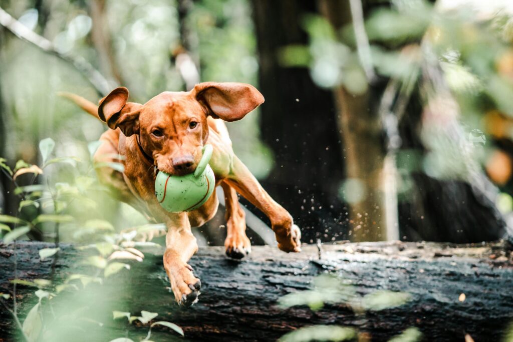 Brown Vizsla dog energetically jumping over a log with a toy ball in a lush forest.
