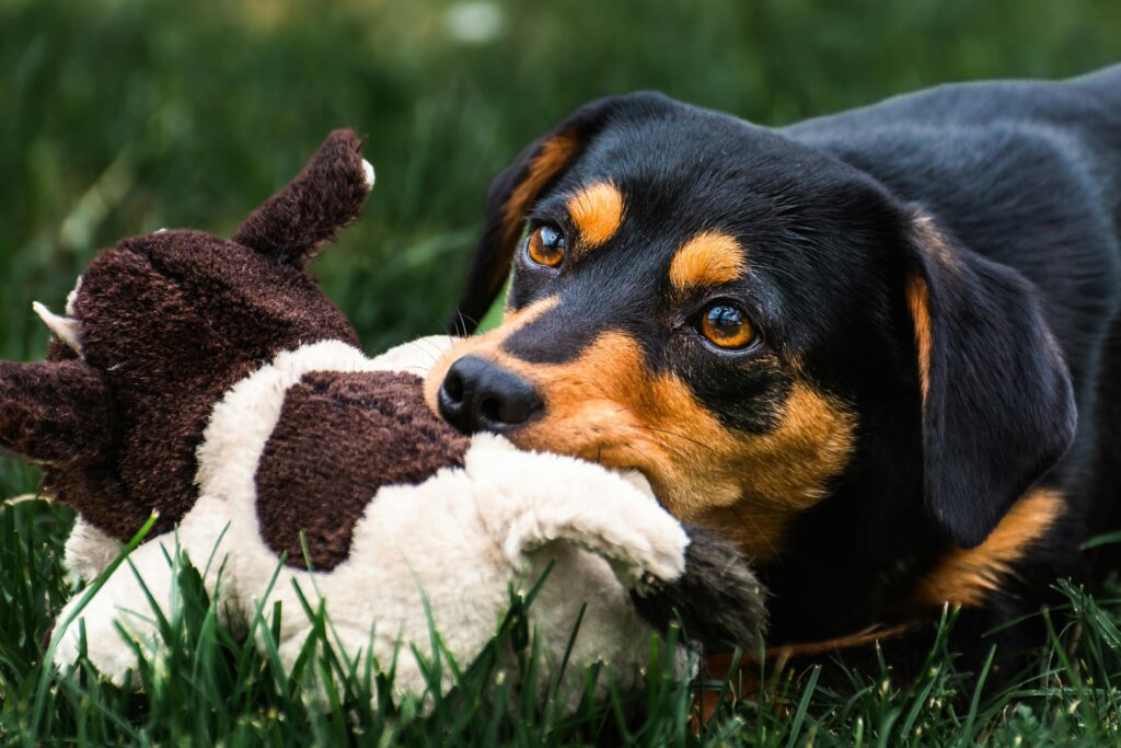 Close-up of a dog playing with a plush toy on a grassy lawn, displaying vibrant colors.