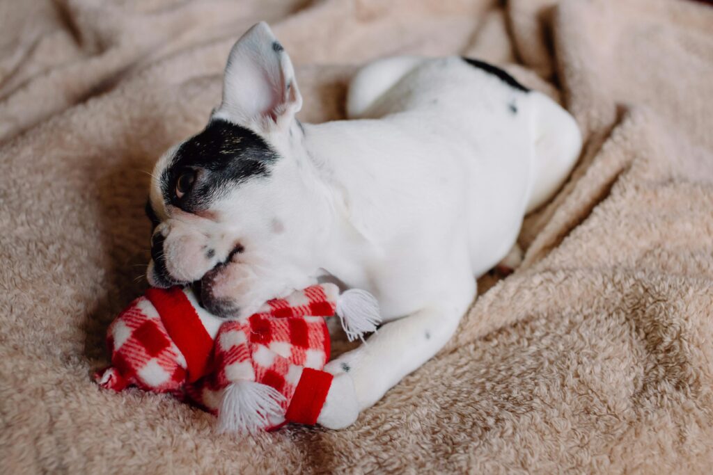 Adorable French Bulldog puppy chewing on a plush toy blanket indoors.
